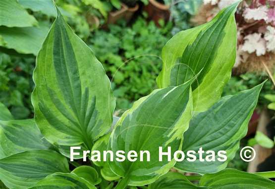 Hosta Christmas Eve